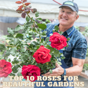 The Top 10 Roses for Beautiful Gardens
