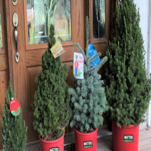 Top 10 Holiday Evergreens Planted after Christmas