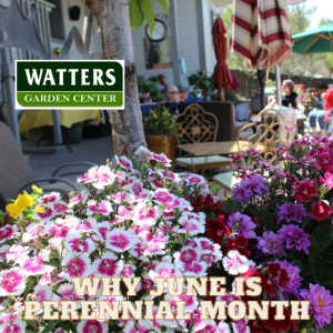 Why June is the Best Perennial Month in the Gardens