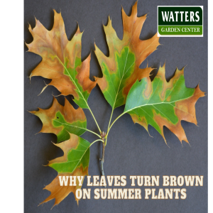 Why Leaves Turn Brown on Summer Plants