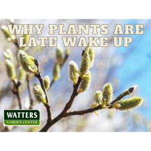 Why Plants are Late to Wake up this Spring