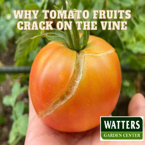 Why Tomato Fruits Crack on the Vine