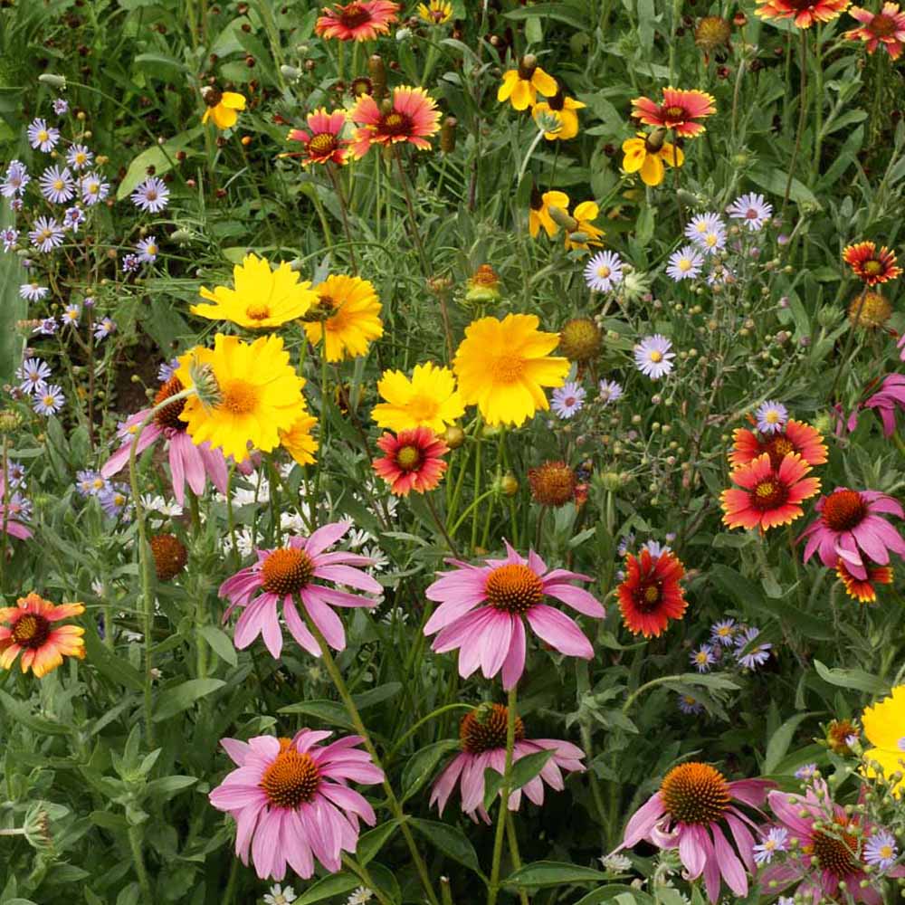 Wildflowers - Difference between Annuals & Perennials