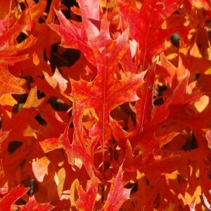 Best Colored Trees of Fall