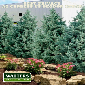 Best Privacy Screen Arizona Cypress or Dedor Cedar