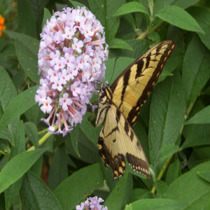 Gardens Your Butterflies and Hummingbirds will Love