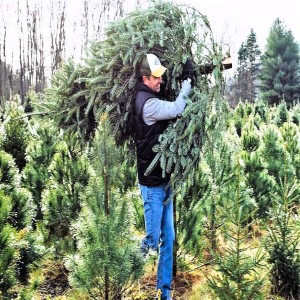 How to Keep Cut Christmas trees from Drying Out
