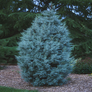 The Best Evergreens that Only Look Better in the Winter Cold