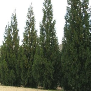 Creating the Perfect Privacy Security Screen with Plants