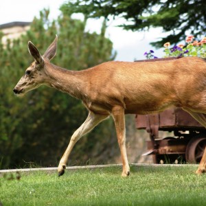 Javelina, Deer and Rabbits - Dealing with Animals in the Landscape