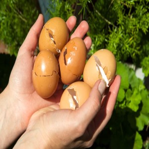 6 Genius Uses for Eggshells in the Garden