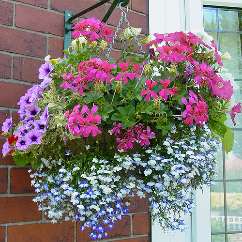 Designing Better Container Gardens and Hanging Baskets