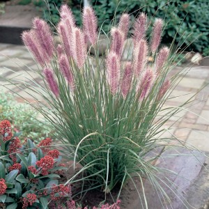 Beautiful Landscapes with 7 Decorative Grasses