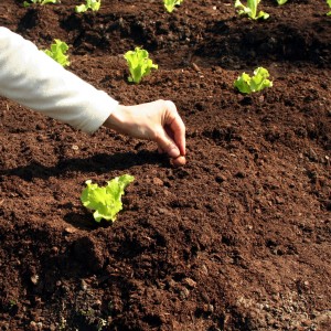 Soil Preparations for the Most Productive Gardens the Year
