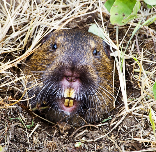 Eliminate Gophers in the Garden