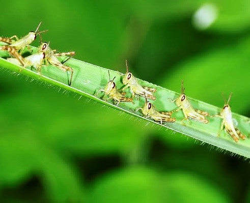 Grasshopper & Weed Elimination - what really works