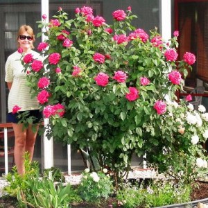 The Best Roses for Mountain Gardens