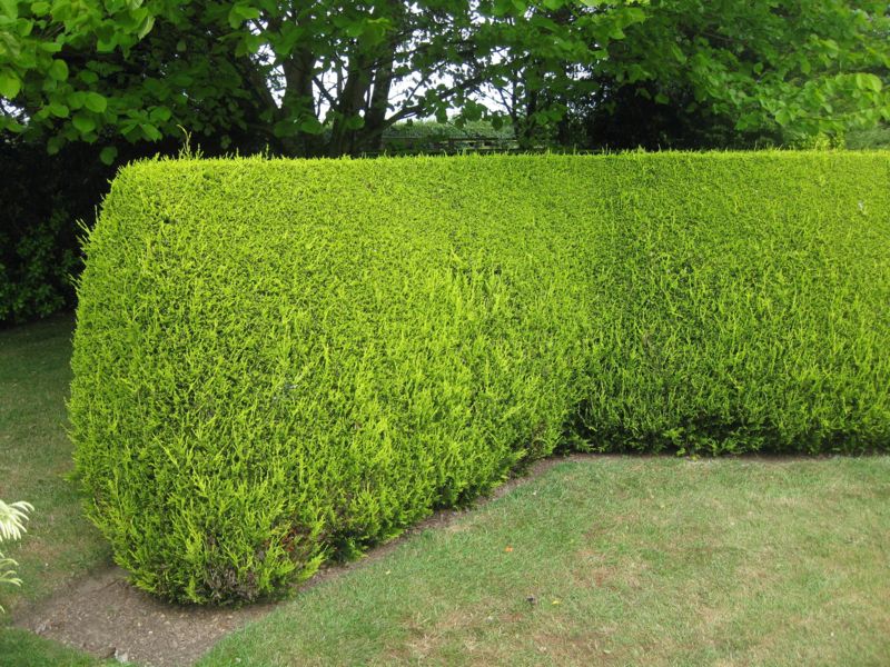 Proper Placement and Plant Growth of Privacy Screens