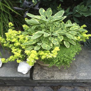 Five Fragrant Herbs of Fall for the Outdoor Gardens