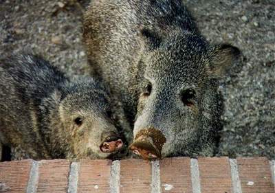 Javalina Proof the Landscape from Critters and Pigs