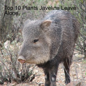 Top 10 Plants Javelina Leave Alone