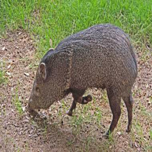  Gardening with Mountain Javelina