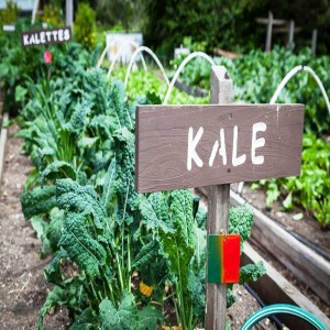 Cool Season Winter Vegetables and Herbs and How to Grow Them