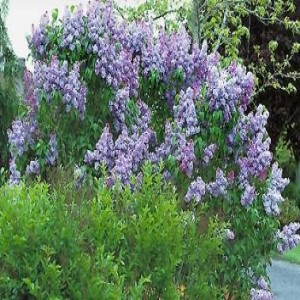 Lilacs Simplifies for Best Color and Fragrance