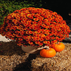 Autumn Decorating with Perennial Garden Mums
