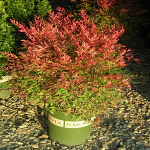 Winter Shrubs that Only Look Better in the Cold