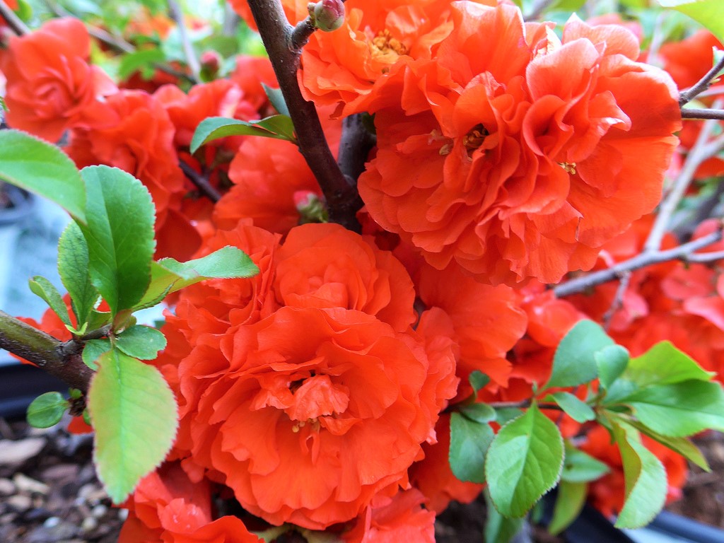 Best Flowering Shrubs that Announce Spring
