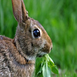 Plants the Deer and Rabbits Leave Alone