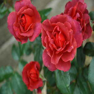 Summer & Fall Roses Best Planted Now for Year End Color