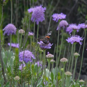 Best New Plants You'll Find this Spring