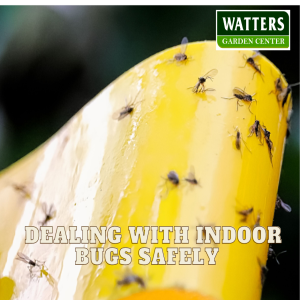 Deal with Indoor Bugs Safely