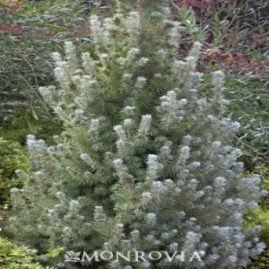 Evergreens Best Shopped and Planted in March