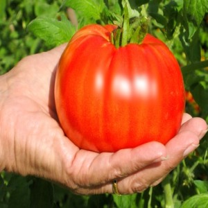 Secrets to Growing Better Mountain Tomatoes