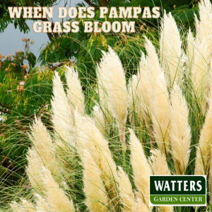 When does Pampas Grass Bloom