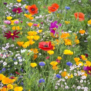 Wildflowers Gone Wild