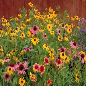 How to Start Your Own Wildflower Patch