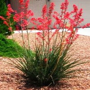 Native Plants used in the Gardens