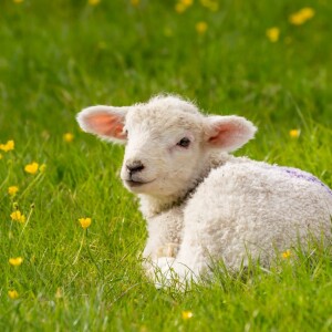 Lambing, livestock and the environment