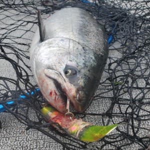 Spring Salmon Fishing, Rigs, & More!