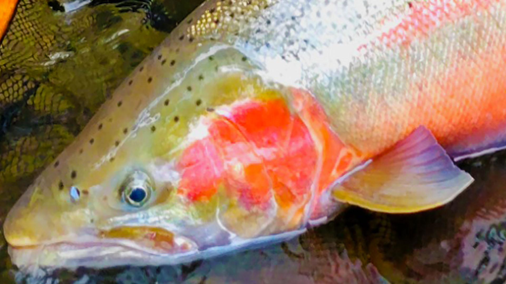 Addicted Fishing Podcast