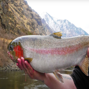 Float Fishing For Salmon, Trout, and Steelhead. Tips, Tricks, and More!