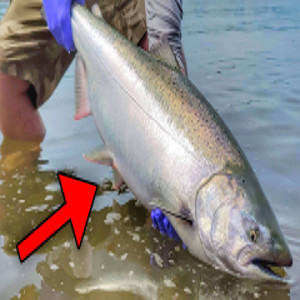 Salmon Fishing Seasons In the Pacific Northwest