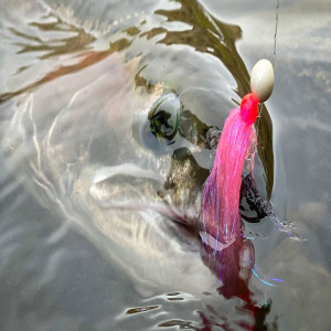 Steelhead Anglers In The PNW Are Under ATTACK!