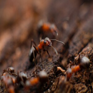 Here Are the Main Things That Attract Ants to Your Home