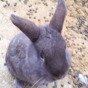 3.Kaninchen Tricks beibringen 🐰🐇