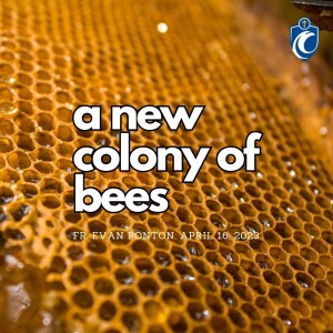 A New Colony of Bees (Fr. Evan Ponton, 4/16/2023)